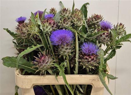 <h4>Cynara Cardunculus</h4>