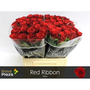 R GR RED RIBBON