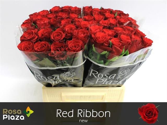 R GR RED RIBBON