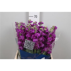 Matth Iron Purple