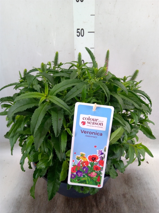 <h4>Veronica spicata 'Anniversary Rose'</h4>