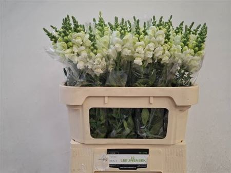 <h4>Antir Poto Ivory White</h4>