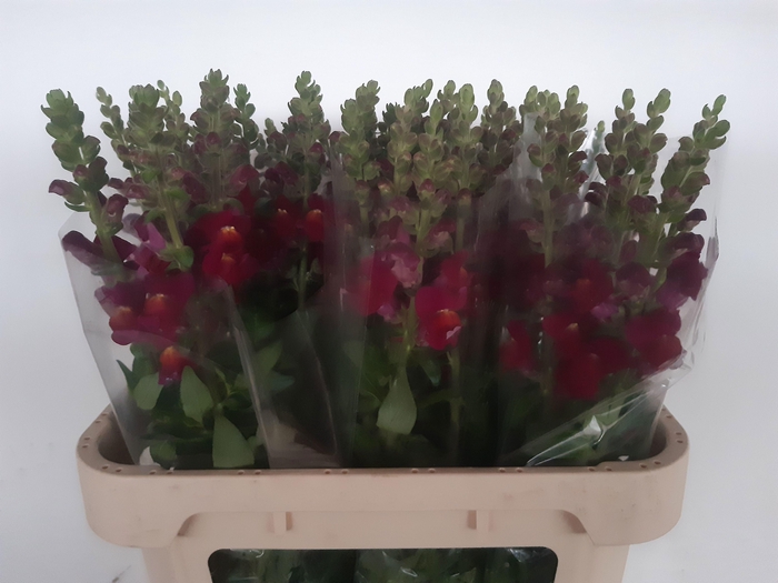 <h4>ANTIR ANTIBES RED</h4>