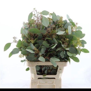 Euca Populus Berry 300gr P Bunch