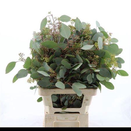 <h4>Euca Populus Berry 300gr P Bunch</h4>