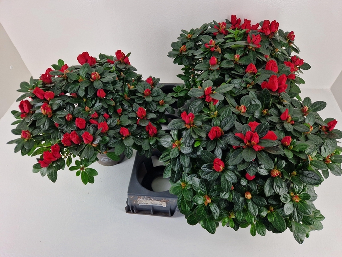 <h4>RHODO SI OTTO</h4>