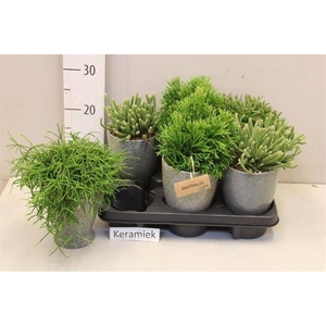 RHIPSALIS GEM