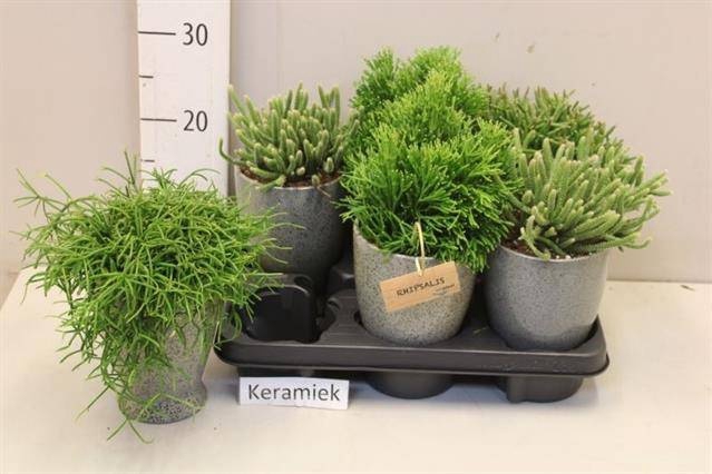 <h4>RHIPSALIS GEM</h4>