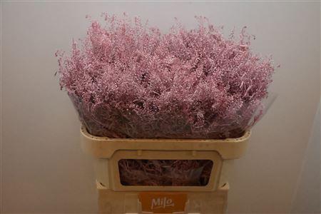 <h4>Lep Klb Light Pink</h4>