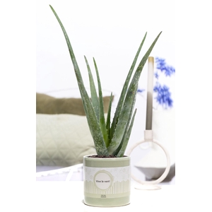 Aloe Vera Gift P&P cadeau concept: VIVE LE VERT!