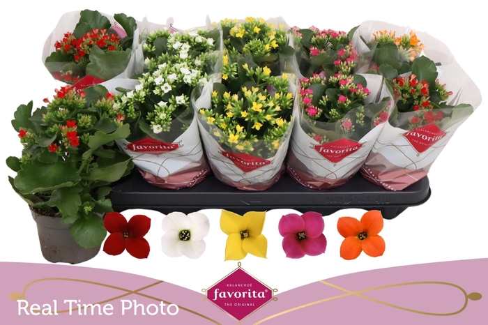 <h4>KAL EN GEM 5 KL</h4>