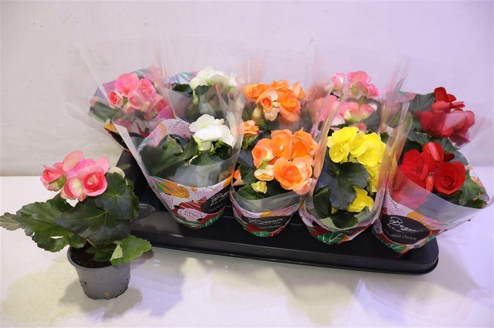 <h4>arr8 Beg Du Gem</h4>