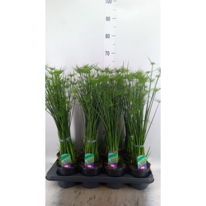 Cyperus haspan