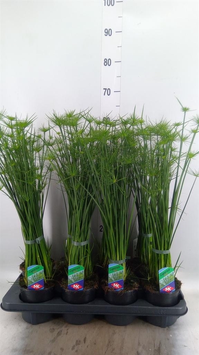 <h4>Cyperus haspan</h4>