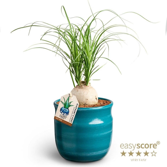 <h4>BEAUCARNEA RECURVATA P12 MACETA</h4>