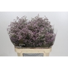 Limonium Safora Oshi Pink