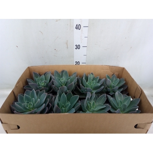 Echeveria   ...