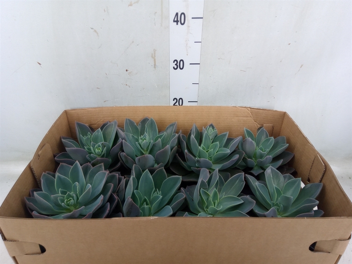 <h4>Echeveria   ...</h4>
