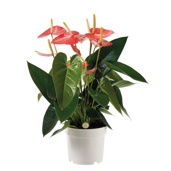 <h4>Anthurium Andr. Livium Orange</h4>