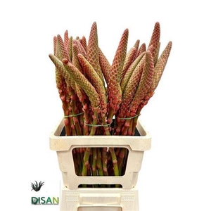 Aloe Arborescens