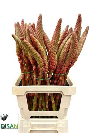 <h4>Aloe Arborescens</h4>