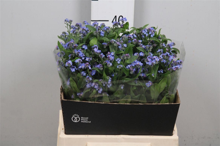 <h4>Myos Al Blue Memory</h4>