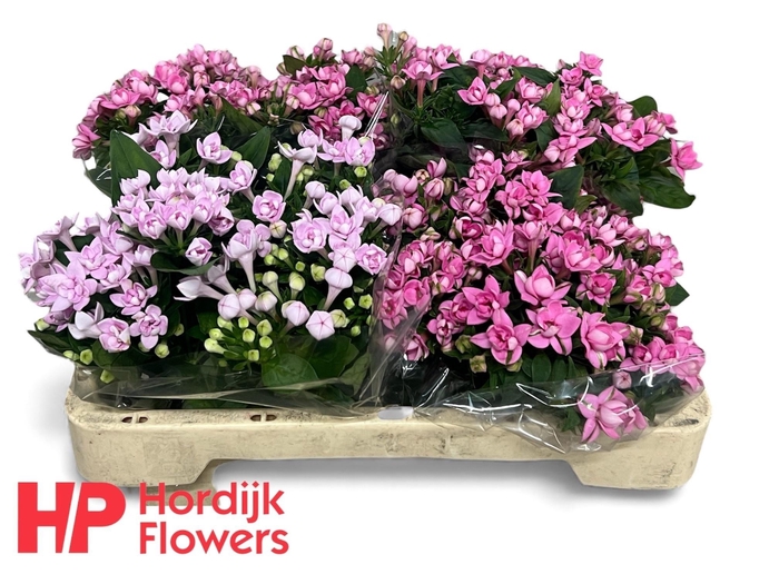 <h4>Bou Du Gem In Fust</h4>