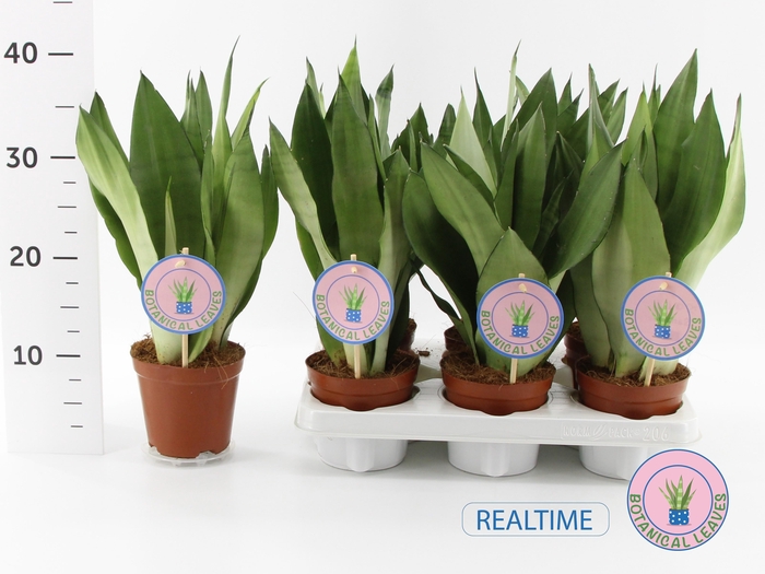 <h4>Sansev Moonshine</h4>