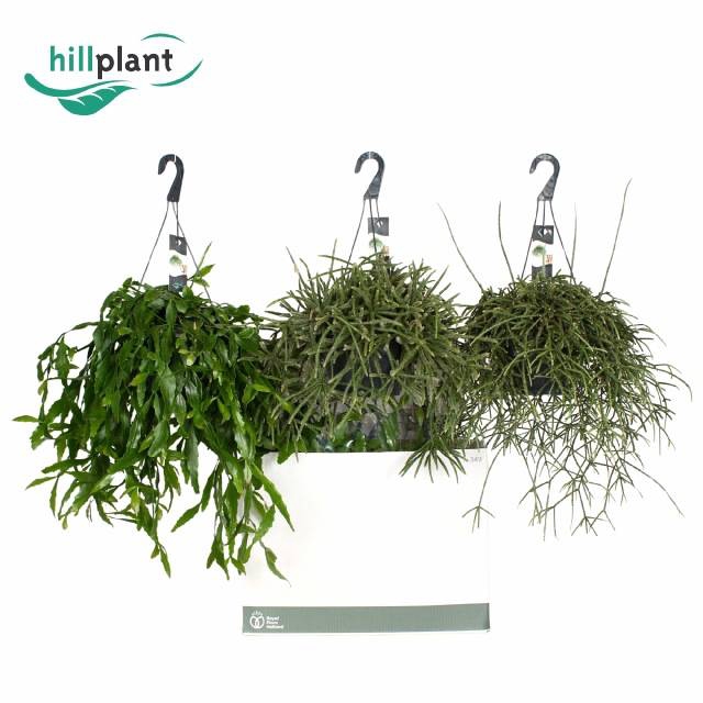 <h4>RHIPSALIS GEM</h4>