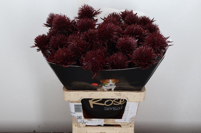 <h4>Eryn Wx Bordeaux</h4>