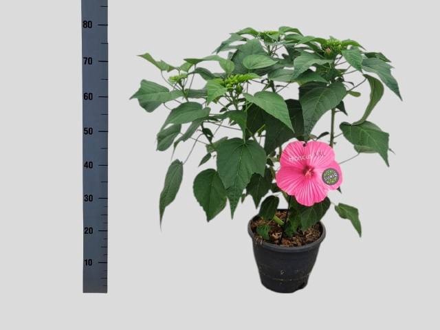<h4>HIBISCUS M EX H P IM</h4>