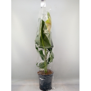 Musa  'Dwarf Cavendish'