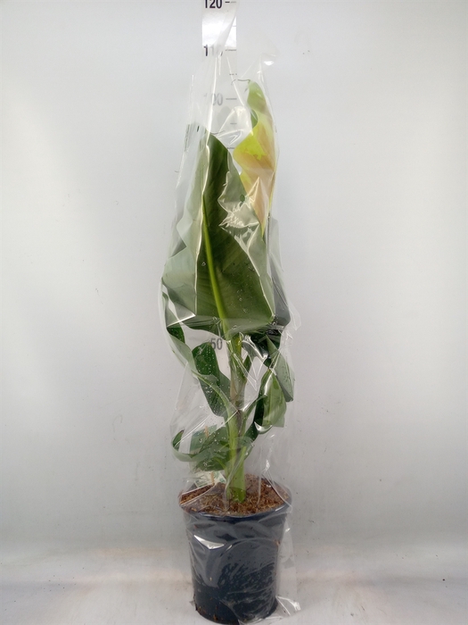 <h4>Musa  'Dwarf Cavendish'</h4>