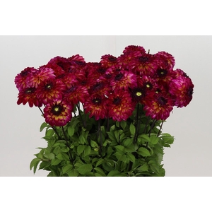 Dahlia Magic Mellie