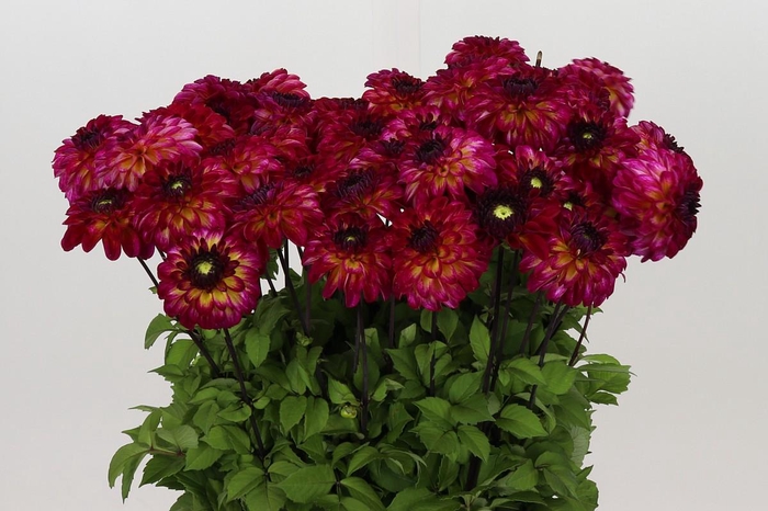 <h4>Dahlia Magic Mellie</h4>