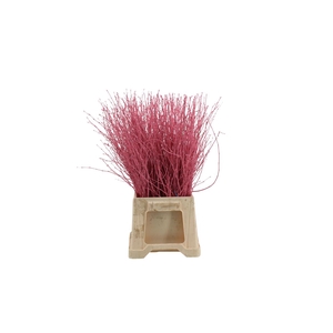 Berk ( Birch ) Pink