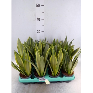 Sansevieria trifa.   ...