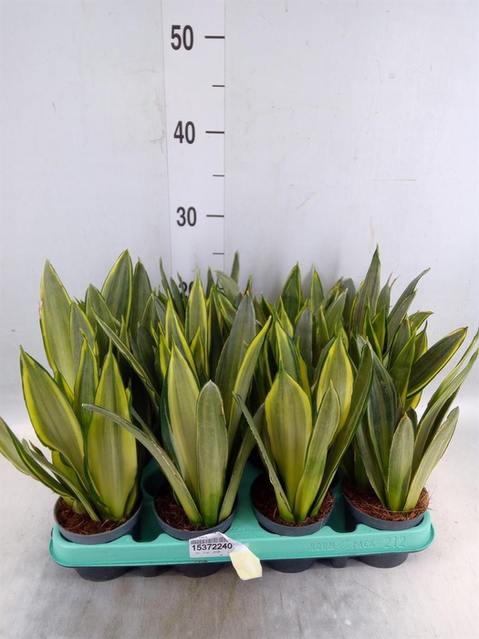 <h4>Sansevieria trifa.   ...</h4>