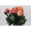 Dahlia Princess Elisabeth