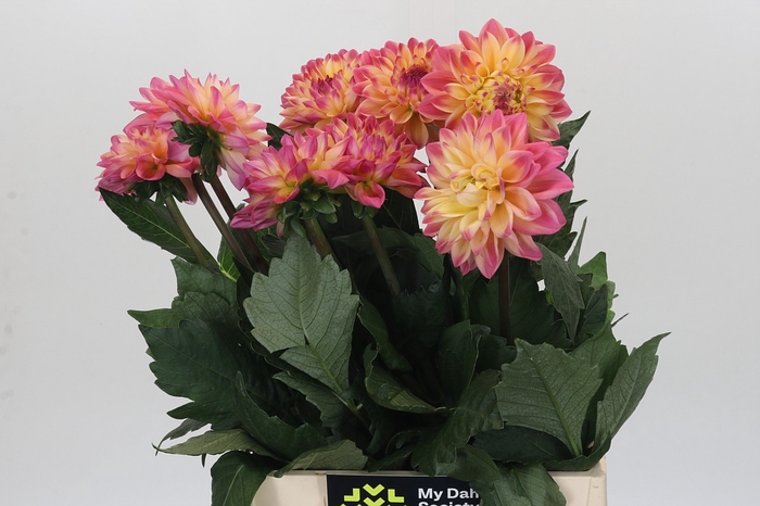 Dahlia Princess Elisabeth
