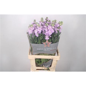 Matth Iron Lavendel