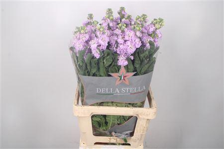 Matth Iron * Premium* Lavendel