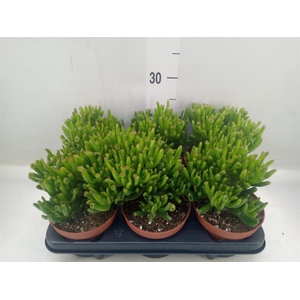 Crassula ovata 'Horn Tree'