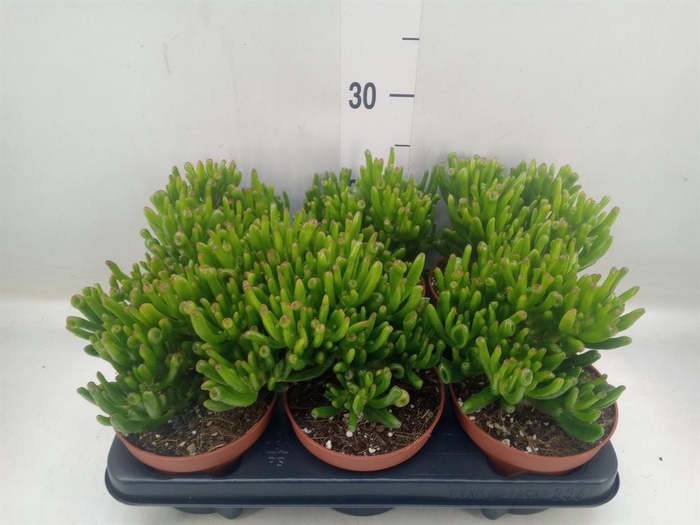 <h4>Crassula ovata 'Horn Tree'</h4>