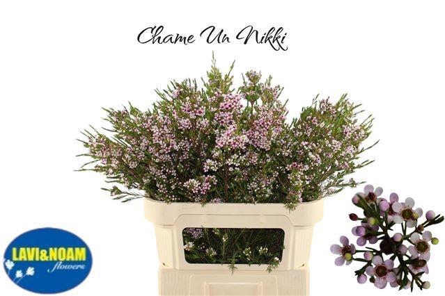 <h4>CHAME UN NIKI</h4>