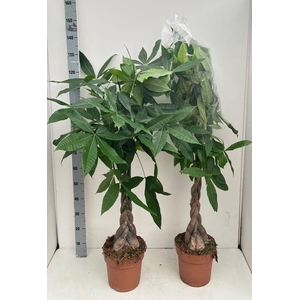 PACHIRA AQUATICA