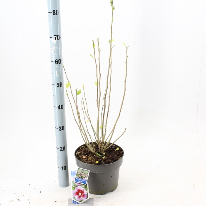 Hibiscus syriacus