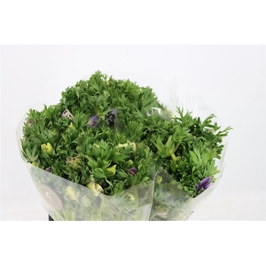 Anem Marianne Pastel