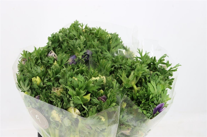 <h4>Anem Marianne Pastel</h4>