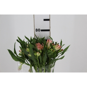 ALSTROEMERIA PAPILLON 080 CM ROSA